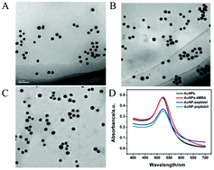 Graphical abstract: AuNP-peptide probe for caspase-3 detection in living cells by SERS