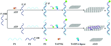 Graphical abstract: A novel fluorescence method for activity assay and drug screening of T4 PNK by coupling rGO with ligase reaction