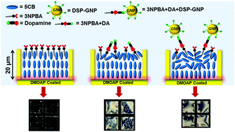 Graphical abstract: Gold nanoparticle-mediated signal amplification of liquid crystal biosensors for dopamine