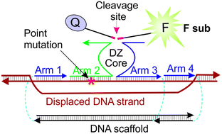 Graphical abstract: A DNA minimachine for selective and sensitive detection of DNA