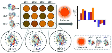Graphical abstract: A pH-based sensor array for the detection and identification of proteins using CdSe/ZnS quantum dots as an indicator