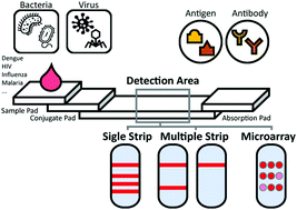 Graphical abstract: A new point-of-care test for the diagnosis of infectious diseases based on multiplex lateral flow immunoassays
