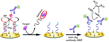 Graphical abstract: Responsive surface bioaffinity binding to construct flexible and sensitive electrochemical aptasensors