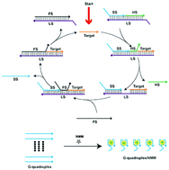 Graphical abstract: A cascade toehold-mediated strand displacement strategy for label-free and sensitive non-enzymatic recycling amplification detection of the HIV-1 gene