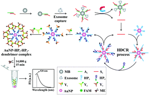 Graphical abstract: A dual signal amplification method for exosome detection based on DNA dendrimer self-assembly