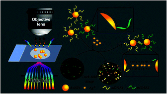 Graphical abstract: A single gold nanoprobe for colorimetric detection of silver(i) ions with dark-field microscopy