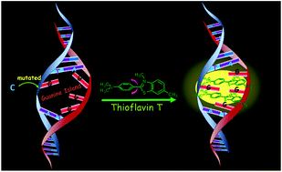Graphical abstract: Thioflavin T specifically brightening “Guanine Island” in duplex-DNA: a novel fluorescent probe for single-nucleotide mutation
