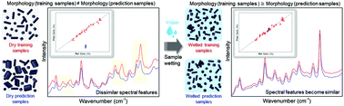Graphical abstract: A sample wetting strategy to overcome differences in physical morphology between lab-prepared training samples and pharmaceutical process samples for reliable quantitative Raman spectroscopic analysis