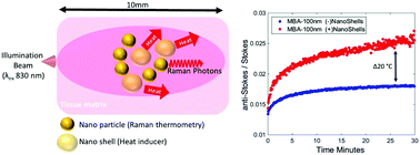 Graphical abstract: Direct monitoring of light mediated hyperthermia induced within mammalian tissues using surface enhanced spatially offset Raman spectroscopy (T-SESORS)