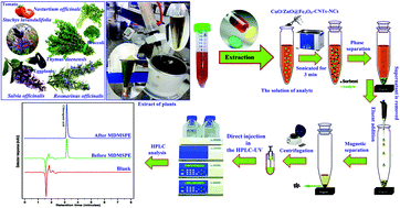 Graphical abstract: Magnetic dispersive micro-solid phase extraction with the CuO/ZnO@Fe3O4-CNTs nanocomposite sorbent for the rapid pre-concentration of chlorogenic acid in the medical extract of plants, food, and water samples