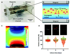 Graphical abstract: Label-free density-based detection of adipocytes of bone marrow origin using magnetic levitation