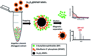 Graphical abstract: Selective extraction of n-butylidenephthalide from Angelica sinensis (Danggui) by using functionalized iron oxide magnetic nanoparticles as trapping probes