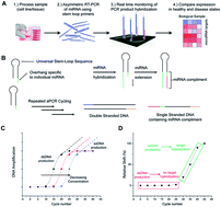 Graphical abstract: Multiplexed microRNA expression profiling by combined asymmetric PCR and label-free detection using silicon photonic sensor arrays