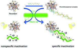 Graphical abstract: Conjugated polyelectrolytes with a label-free aptamer for specific protein photoinactivation