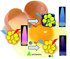 Graphical abstract: Fluorescence sensing of mercury(ii) and melamine in aqueous solutions through microwave-assisted synthesis of egg-white-protected gold nanoclusters