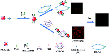 Graphical abstract: A dual-targeting AS1411-folic acid fluorescent nanocomposite for cancer cell and drug delivery