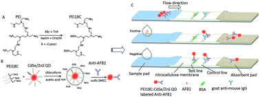 Graphical abstract: Amino-functionalized CdSe/ZnS quantum dot-based lateral flow immunoassay for sensitive detection of aflatoxin B1