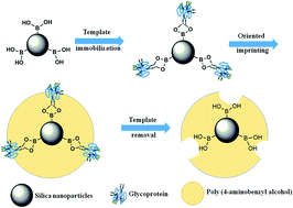 Graphical abstract: Efficient preparation of template immobilization-based boronate affinity surface-imprinted silica nanoparticles using poly(4-aminobenzyl alcohol) as an imprinting coating for glycoprotein recognition