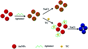 Graphical abstract: A simple colorimetric analytical assay using gold nanoparticles for specific detection of tetracycline in environmental water samples