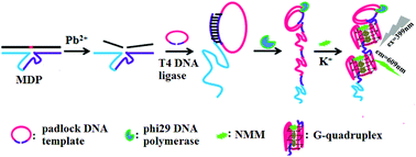 Graphical abstract: A label-free ultrasensitive and selective strategy for Pb(ii) assay by a multifunctional DNA probe-mediated rolling-circle amplified synthesis of the G-quadruplexes