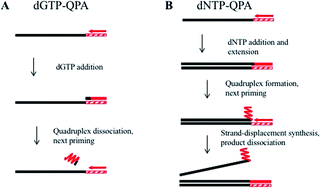 Graphical abstract: Isothermal amplification of long DNA segments by quadruplex priming amplification