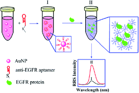 Graphical abstract: Resonance Rayleigh scattering detection of the epidermal growth factor receptor based on an aptamer-functionalized gold-nanoparticle probe