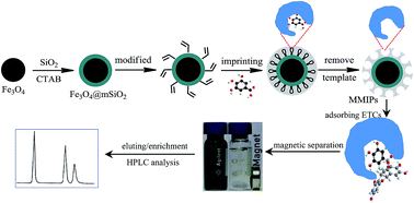 Graphical abstract: Magnetic surface molecularly imprinted polymeric microspheres using gallic acid as a segment template for excellent recognition of ester catechins