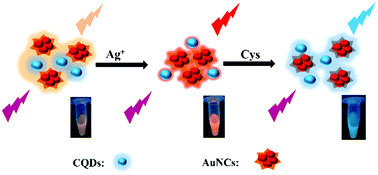 Graphical abstract: Paper-based visual detection of silver ions and l-cysteine with a dual-emissive nanosystem of carbon quantum dots and gold nanoclusters
