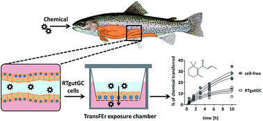 Graphical abstract: TransFEr: a new device to measure the transfer of volatile and hydrophobic organic chemicals across an in vitro intestinal fish cell barrier