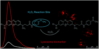 Graphical abstract: Near-infrared and lysosome-targetable fluorescent probe based on phenoxazinium for hydrogen peroxide detection