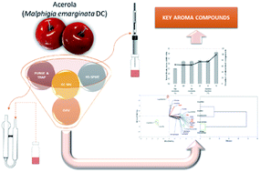 Graphical abstract: An insight into key volatile compounds in acerola (Malpighia emarginata DC.) pulp based on their odour activity values and chemometric evaluation