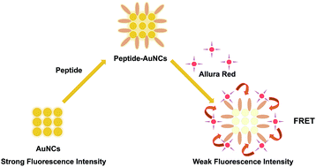 Graphical abstract: Peptide modified gold nanoclusters as a novel fluorescence detector based on quenching system of detecting Allura red
