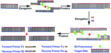 Graphical abstract: An efficient template-independent polymerase chain displacement reaction for the detection of Salmonella typhimurium