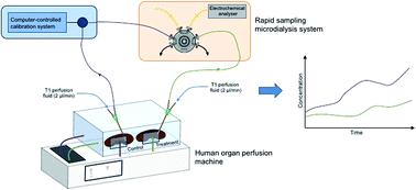 Graphical abstract: An improved rapid sampling microdialysis system for human and porcine organ monitoring in a hospital setting