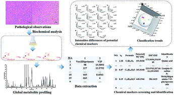 Graphical abstract: Plasma metabolic profiling analysis of normal and ANIT-induced cholestasis rats after oral administration of Da-Huang-Xiao-Shi decoction using UHPLC-Q-Orbitrap MS coupled with pattern recognition