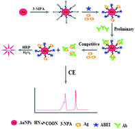 Graphical abstract: A novel chemiluminescence signal amplification strategy based on a capillary electrophoresis platform for highly sensitive competitive immunoassay of biomolecules