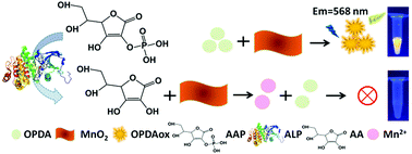 Graphical abstract: A MnO2 nanosheets–o-phenylenediamine oxidative system for the sensitive fluorescence determination of alkaline phosphatase activity