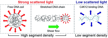 Graphical abstract: Dark-field microscopy for characterization of single molecule dynamics in vitro and in vivo