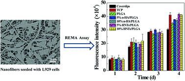 Graphical abstract: Comparative study of resazurin reduction and MTT assays for cytocompatibility evaluation of nanofibrous materials