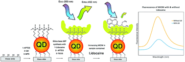 Graphical abstract: A molecularly imprinted modified CdSeS/ZnS core–shell quantum dot embedded glass slide for highly selective and sensitive solid phase optosensing of trace amounts of lidocaine in biological samples