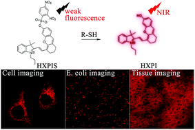 Graphical abstract: A near-infrared water-soluble fluorescent probe for the detection of biothiols in living cells and Escherichia coli