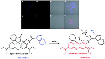 Graphical abstract: An indole–rhodamine-based ratiometric fluorescent probe for Pd2+ determination and cell imaging