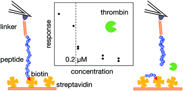 Graphical abstract: Force spectroscopic detection of peptide cleavage by thrombin exploiting biotin–streptavidin interactions in a bio-sensing context