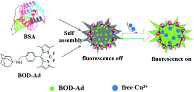 Graphical abstract: A protein amantadine-BODIPY assembly as a turn-on sensor for free copper(ii)