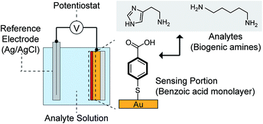 Graphical abstract: Potentiometric detection of biogenic amines utilizing affinity on a 4-mercaptobenzoic acid monolayer