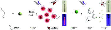 Graphical abstract: Cysteine-rich protein-templated silver nanoclusters as a fluorometric probe for mercury(ii) detection