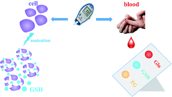 Graphical abstract: Point-of-care monitoring of intracellular glutathione and serum triglyceride levels using a versatile personal glucose meter