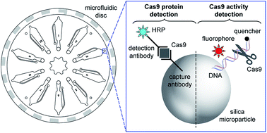 Graphical abstract: Ultrasensitive multi-species detection of CRISPR-Cas9 by a portable centrifugal microfluidic platform