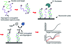Graphical abstract: A nuclease protection ELISA assay for colorimetric and electrochemical detection of nucleic acids