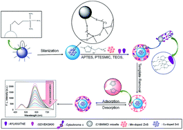 Graphical abstract: Fabrication of an eco-friendly ratiometric fluorescence sensor-modified mesoporous-structured epitope-imprinted polymer for highly selective and sensitive determination of cytochrome c in biological samples